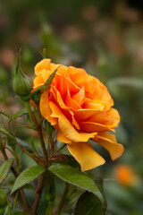Close of of a single flower of Rosa 'Golden Beauty' in a garden in early summer