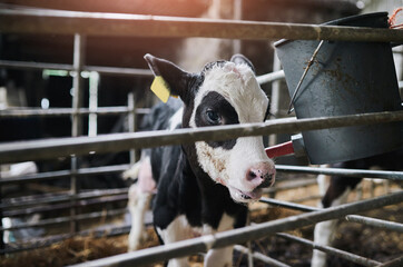 Calf, bucket and feeding by fence at farm for diet, health and growth at barn in countryside....