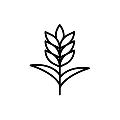 Wheat outline icons, minimalist vector illustration ,simple transparent graphic element .Isolated on white background