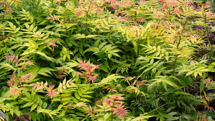 Foliage of Sorbaria sorbifolia 'Sem' in a garden in early summer