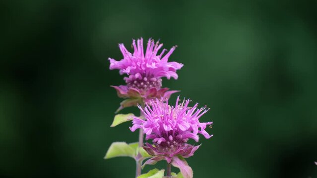 flowering herb plant Balm Bee Monarda xfistulosa