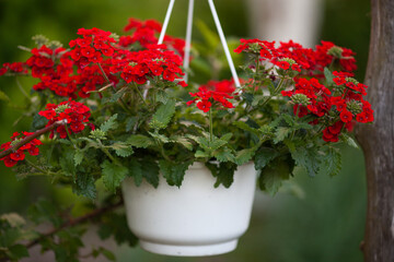 Red verbena flowers in a pot on street cafe terrace. Natural floral composition. Modern city gardening, Scandinavian decoration.