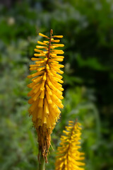 Closeup of flower spike of Red Hot Poker Kniphofia 'Sunningdale Yellow' in a garden in early summer