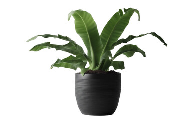 Decorative banana tree planted black ceramic pot isolated on white background