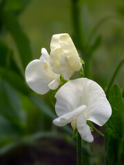 Closeup of flower of Sweet Pea Lathyrus odoratus 'Mrs Collier' in a garden in early summer