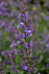 Closeup of flowers of Catmint (Nepeta racemosa 'Walker's Low') in a garden in early summer