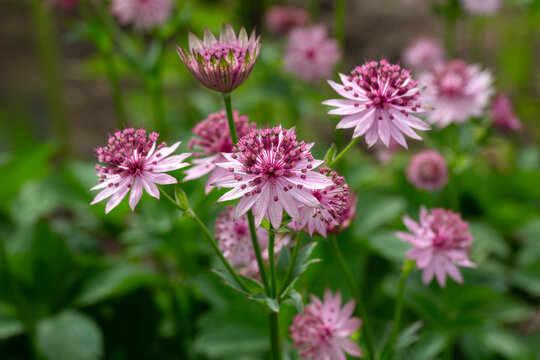 Closeup of flowers of masterwort  (Astrantia 'Roma') in a garden in early summer