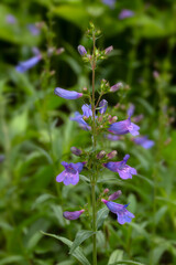 Closeup of flower Penstemon heterophyllus 'Catherine De La Mare' in a garden in early summer
