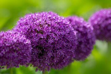 Closeup of giant onion (Allium giganteum) in a garden in early summer
