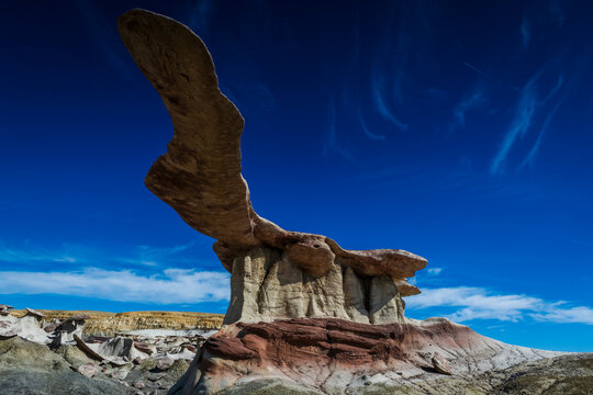 A hoohoo called the king of winds in Ah shi sle pah wilderness