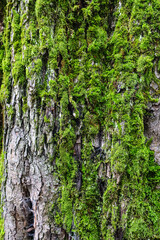Texture of tree bark with moss.