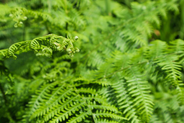 Green fern. Leaf for background, macro photo.