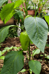 Green peppers in the home garden.
