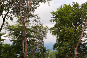 Fototapeta premium Summer forest. Hiking in the mountains, green forest. 