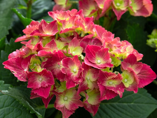 Closeup of Hydrangea macrophylla (Unknown Variety) in a garden in early summer