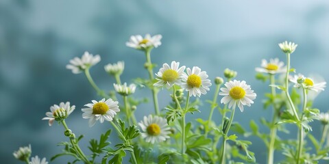 Feverfew plant illustration for migraine relief with calming color scheme and copy space. Concept Nature Illustration, Herbal Medicine, Migraine Relief, Calming Colors, Copy Space