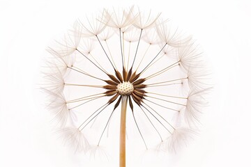 dandelion seeds isolated on white