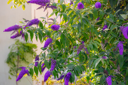 Selective focus of violet blue flower Summer lilac (Vlinderstruik) Buddleja davidii, Butterfly-bush or Orange eye is a species of flowering plant in the family Scrophulariaceae, Natural background.