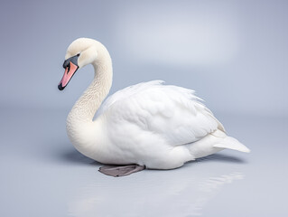 Fototapeta premium a Portrait of a white swan on an isolated background