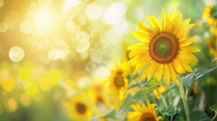 Fototapeta premium Sunlit Sunflower in a Field of Gold