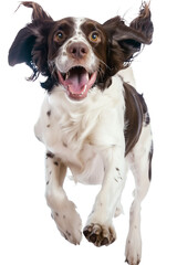 Full body shot of English Springer Spaniel dog, running happily, smiling.