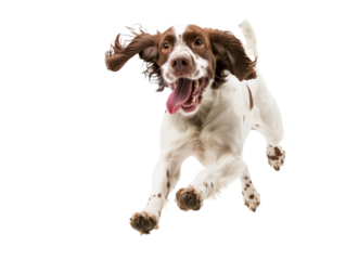 Full body shot of English Springer Spaniel dog, running happily, smiling.
