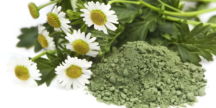 Closeup of feverfew herb powder isolated on white background with clipping path. Concept Herb Powder, Feverfew, Closeup, Isolated Background, Clipping Path
