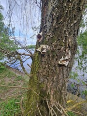 pretty old tree in front of Spree River, Pl&auml;nterwald Forest