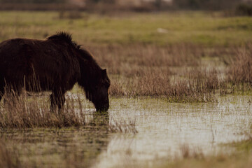 Maroon pony drinking in a marsh at sunset