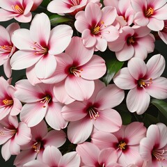 Pink Beauty: The Delicate World of Blooming Flowers