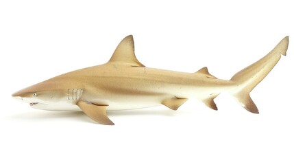 Lemon Shark Isolated on White Background in Sandy Reef