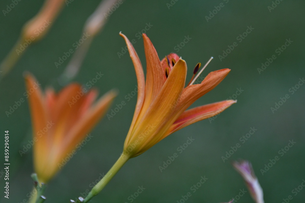 Poster Orange Daylily Flower