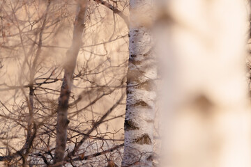 Birch bark with blurred branches in the background