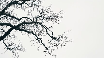 Fototapeta premium Treetop branch against white sky background