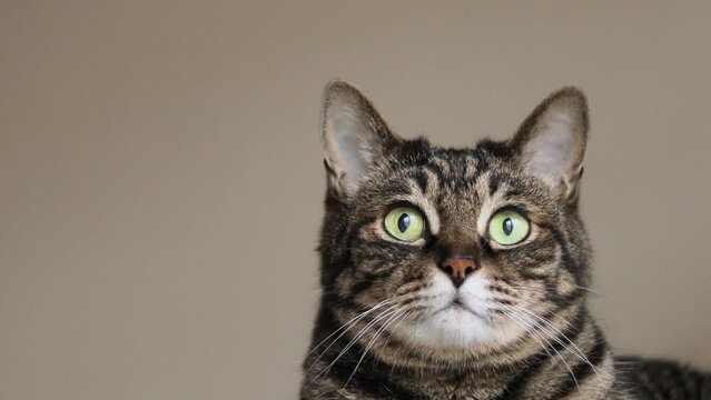 遠くを見つめる、視線を外す猫