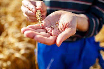Asian female farmer examining wheat in field