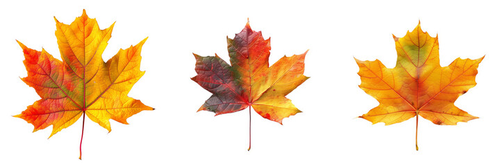 collection of maple leaf in autumn colors isolated on transparent background
