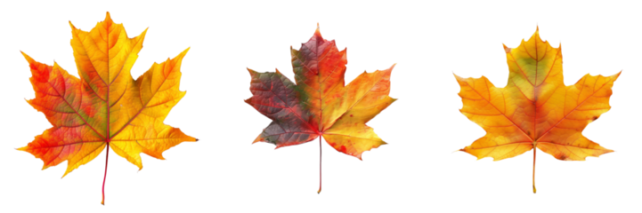 collection of maple leaf in autumn colors isolated on transparent background