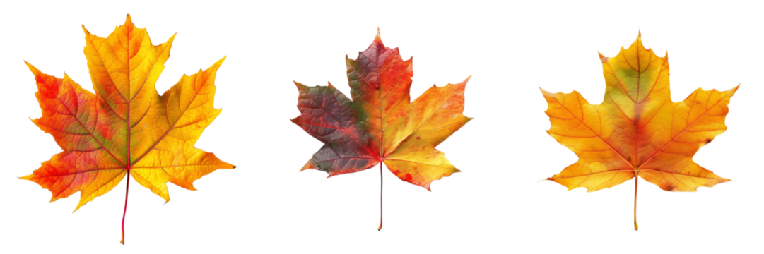 collection of maple leaf in autumn colors isolated on transparent background