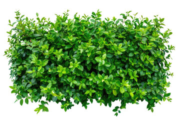 Obraz premium Green bush or wall of shrubs isolated on white background. Green leaves wall with clipping path