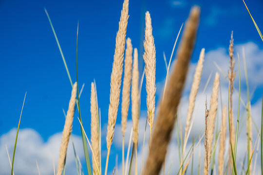 Strandhafer vor blauem Himmel
