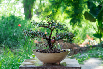 Dwarf pomegranate tree Make a bonsai and produce beautiful fruit
