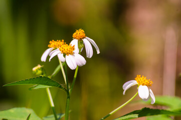 close up of Spanish needle flower or Bidens alba being infested with bees