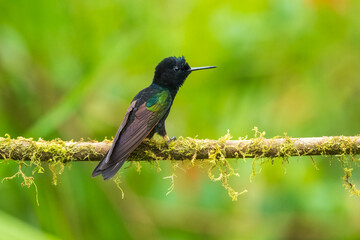 Fototapeta premium The Velvet-purple Coronet is a particularly beautiful large hummingbird of humid forest along the pacific slope of the Andes in northwest Ecuador (occasionally south to El Oro province), and southwest