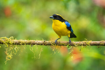 Naklejka premium The blue-winged mountain tanager (Anisognathus somptuosus) is a species of bird in the family Thraupidae, the tanagers. It is native to South America, where it is found in Bolivia, Colombia, Ecuador, 