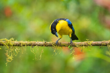 The blue-winged mountain tanager (Anisognathus somptuosus) is a species of bird in the family Thraupidae, the tanagers. It is native to South America, where it is found in Bolivia, Colombia, Ecuador, 