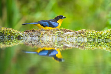 The blue-winged mountain tanager (Anisognathus somptuosus) is a species of bird in the family Thraupidae, the tanagers. It is native to South America, where it is found in Bolivia, Colombia, Ecuador, 