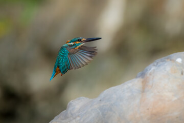 Common Kingfisher in flight, (Small Blue Kingfisher) Alcedo atthis. Beautiful little blue-and-orange bird with a long, pointed bill. 