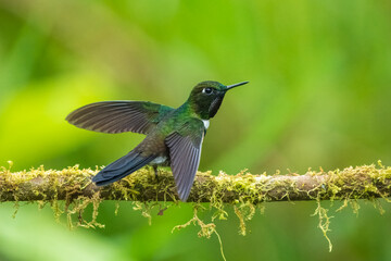 Fototapeta premium Gorgeted Sunangel, Heliangelus strophianus, hummingbird from Mindo forest, Bellavista, Ecuador. Wildlife scene from nature. Birdwatching 