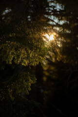Sun Shining Through Forest Tree Branches at Sunset. Winter mountain range in Carpathian Mountain, Ukraine